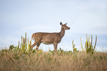 deer on hill