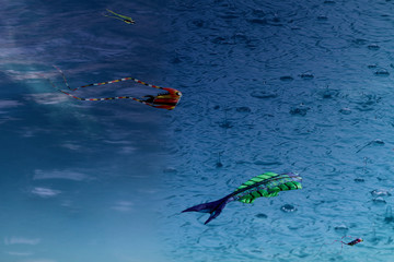 fish in sea