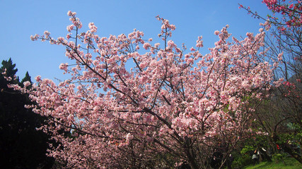 Pink blossom sakura flowers