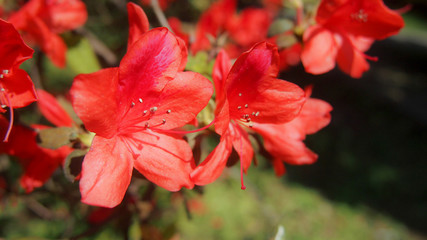 Red blossom flowers