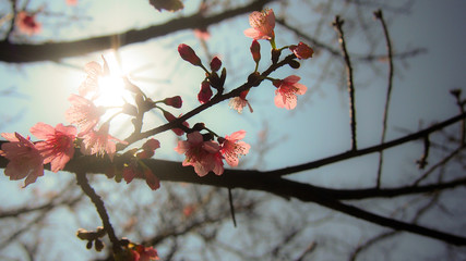 Pink blossom sakura flowers