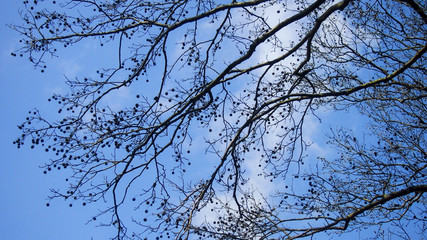 Branches on blue sky