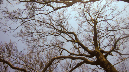 Fototapeta na wymiar Branches on blue sky