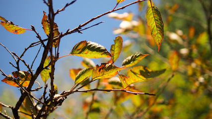 Autumn maple leaves against blue sky