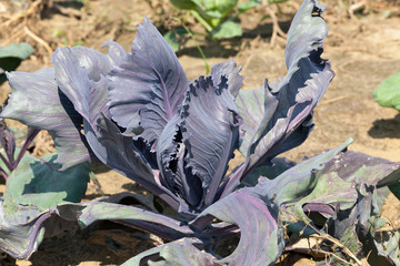 purple cabbage
