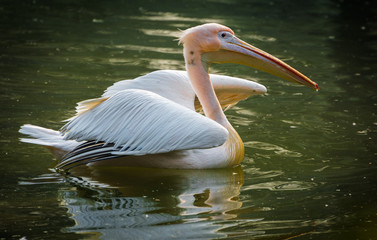 pelican birds in water body 