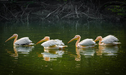 pelican birds in water body 
