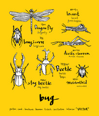 곤충 일러스트 / 손으로 그린 곤충 스케치