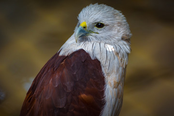brahminy kite bird of prey