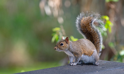 Squirrel