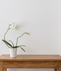 White phalaenopsis orchid in pot on wooden oak side table against white wall with copy space