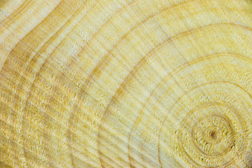 Fototapeta premium a wooden disc with annual rings and saw marks 