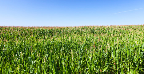 green corn field