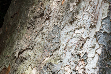 Granular Bark