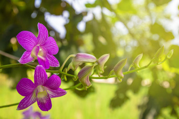 purple Phalaenopsis or Moth dendrobium Orchid flower.agriculture idea concept design with copy...