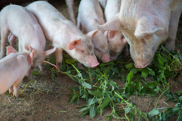 Little pigs eat a grass in the pigsty with a sow