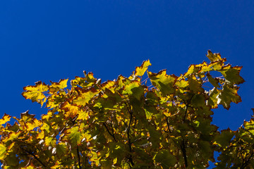 Ahorn Baum in Herbstfarben mit blauem Himmel