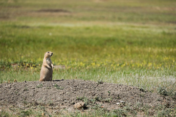 Watchful black-tailed Prairie Dog from Grasslands National Park in Saskatchewan, Canada