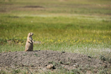 Naklejka na ściany i meble Watchful black-tailed Prairie Dog from Grasslands National Park in Saskatchewan, Canada