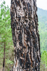 Obraz premium tree Bark Block , Tree Texture 