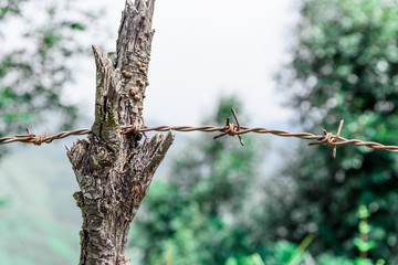 fancing wire on tree block
