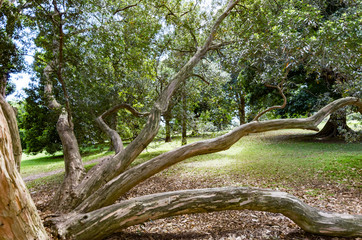 Tristaniopsis Laurina side.