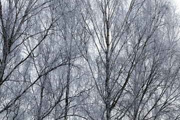 Photographed winter forest