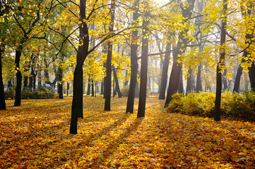 autumn Park with fallen leaves
