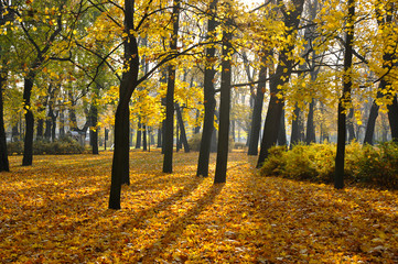 autumn Park with fallen leaves