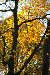 autumn Park with yellow leaves and birdhouse