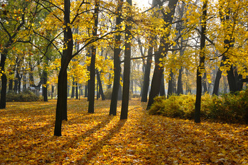 autumn Park with fallen leaves in the Mikhailovsky garden