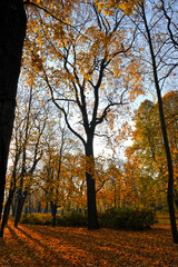 autumn Park with fallen leaves