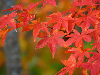 真っ赤に染まったもみじ