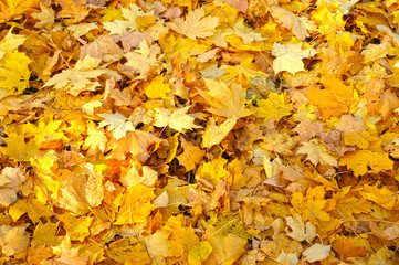 Naklejka na ściany i meble background of fallen yellow maple leaves