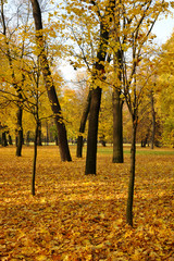 Golden autumn in the Park in St. Petersburg