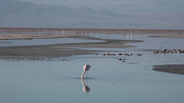 Pink flamingo in the salt lake of the Atacama Desert.