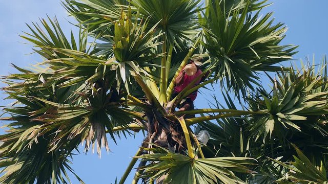 Toddy tapper collecting palm sap on top of a palm tree ( close up )