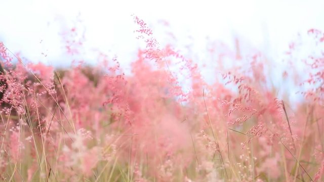 Pink grass with breeze