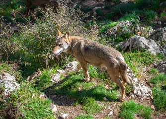 National Park of Abruzzo, Lazio and Molise (Italy) - The autumn in the italian mountain natural reserve, with wild animals, little old towns, the Barrea Lake. Here: the wolf