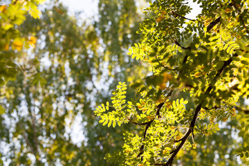 branches with foliage