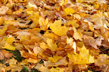 background of yellow maple leaves