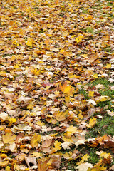 abstract background of autumn leaves