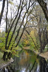 Fototapeta na wymiar Golden autumn in a park of St. Petersburg