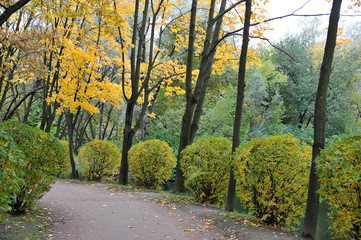 Fototapeta premium Golden autumn in a park of St. Petersburg