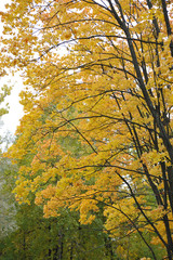 Golden autumn in a park of St. Petersburg