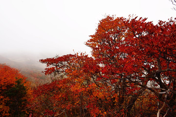 くじゅうの紅葉