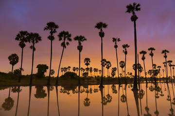 Obraz premium Sunrise with sugar palms fields reflected in the water
