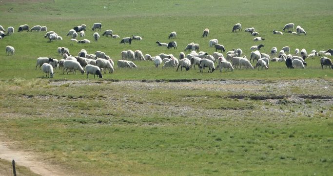 4k a flock of sheep on the Prairie.	