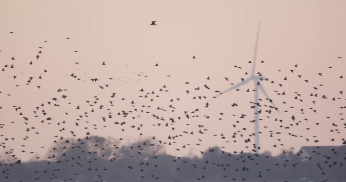 starlings in denmark