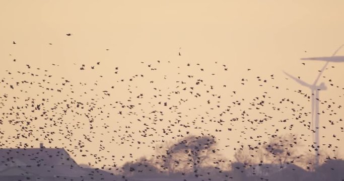 starlings in denmark